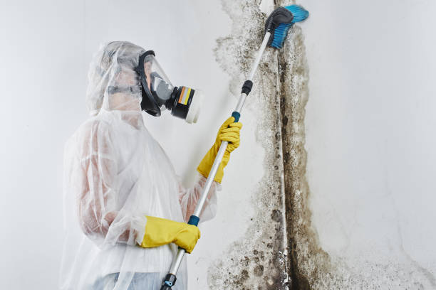 Best Commercial Mold Inspection  in Montrose Ghent, OH