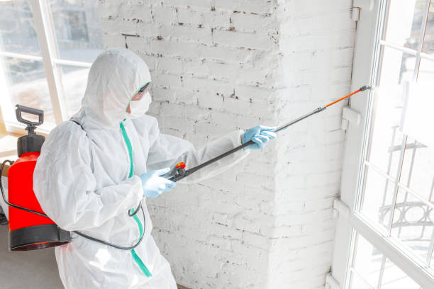 Best Mold Odor Removal Services  in Montrose Ghent, OH