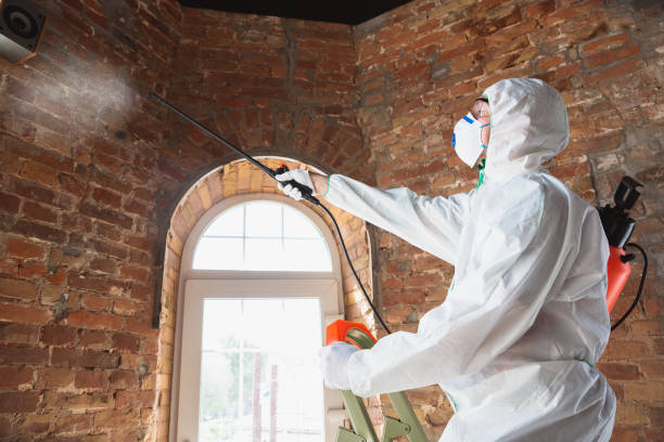 Why You Should Choose Our Mold Remediation Services in Montrose Ghent, OH