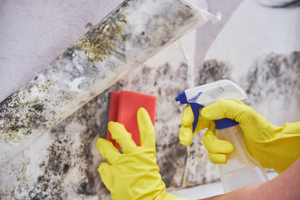 Best Black Mold Removal  in Montrose Ghent, OH